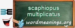 WordMeaning blackboard for scaphiopus multiplicatus